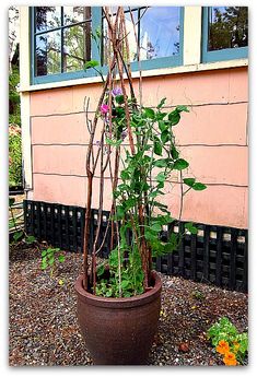 a potted plant in front of a house