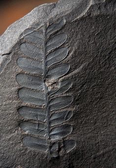 a close up of a rock with a plant on it's side and an imprint in the middle