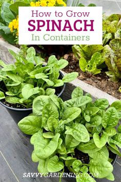 several potted plants with the words how to grow spinach in containers