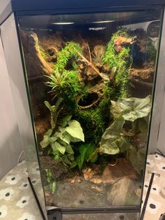 an aquarium filled with plants and rocks