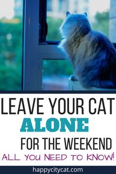 a cat sitting on the window sill and looking out at the street below it, says leave your cat alone for the weekend all you need to know