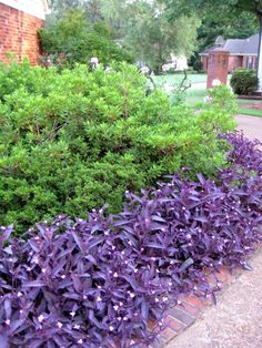 purple flowers line the edge of a brick planter in front of a red brick house