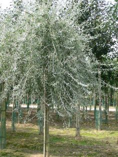 a group of trees that are standing in the grass