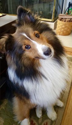 a brown and white dog sitting on top of a rug