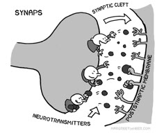 a cartoon depicting the stages of neurotransmitters and syntaps