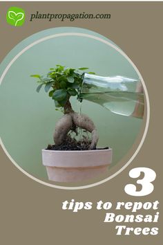 3 tips to repot Bonsai Trees Bonsai Trees, Propagating Plants, Bonsai Tree, Trees, Plants