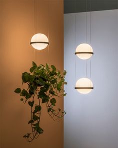 three round lights hanging from the ceiling next to a potted plant