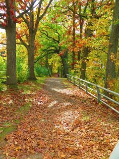 the path is surrounded by trees and leaves