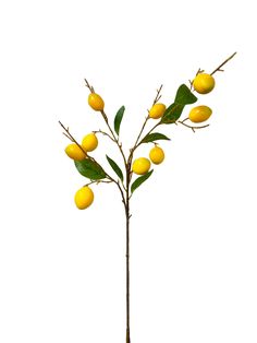 a plant with yellow fruit growing from it's leaves on a white background,