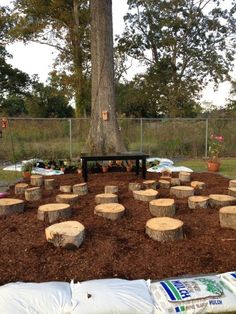 there is a lot of trees that have been cut down and placed around the tree stumps