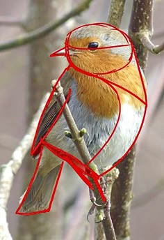 a bird sitting on top of a tree branch with red lines around it's head