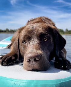 a brown dog laying on top of a surfboard