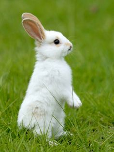 a white rabbit sitting in the grass with it's front paws on its hind legs