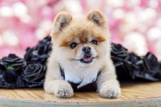 a small dog sitting on top of a wooden table