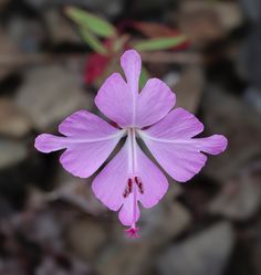 a purple flower with white stamens in the center