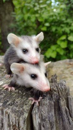 two small white and gray mice on top of a tree stump