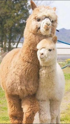 an alpaca with its head on the back of another animal