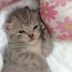 a small kitten laying on top of a bed next to a pink flowered pillow