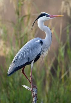 an image of a bird that is standing on a branch with grass in the background