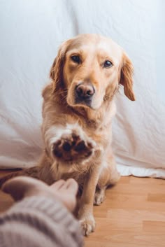 a brown dog sitting on top of a wooden floor