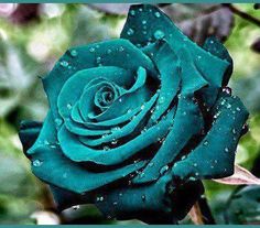 a green rose with water droplets on it