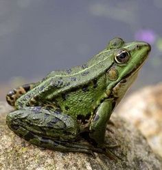 a green frog sitting on top of a rock