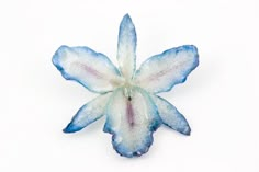 a blue and white flower on a white background