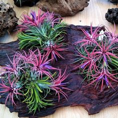 several air plants are growing on a piece of wood