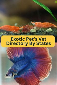 Exotic Pet's Vet Directory By States Pet Vet, Betta Fish, Exotic Pets, Veterinarian