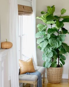 a houseplant in a basket next to a window