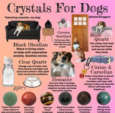 a poster with different types of crystals for dogs