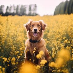 a golden retriever sitting in a field of yellow flowers with his tongue hanging out