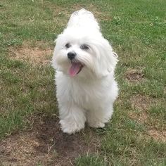 a small white dog standing on top of a lush green field