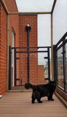 a black cat standing on top of a wooden floor next to a fenced in area