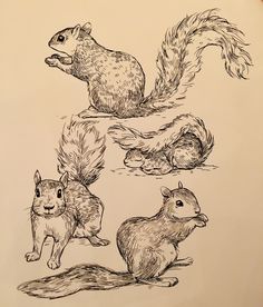 an ink drawing of squirrels and squirrels in various poses, with their tails spread out