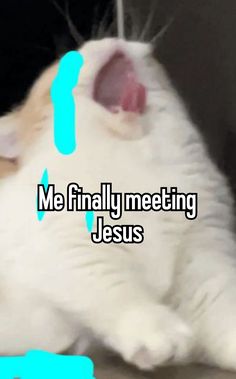 a white cat laying on top of a wooden floor next to a blue sign that says me finally meeting jesus