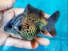 〇タケ丸〇 on X | 金魚, 美しい魚, 動物・ペット