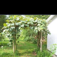 an outdoor garden with trees and grass