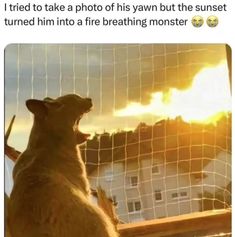 Katt Grejer, Fire Breathing, Cute Animal Photos, Funny Animal Memes, Animal Jokes