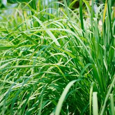 some very pretty green grass by the water