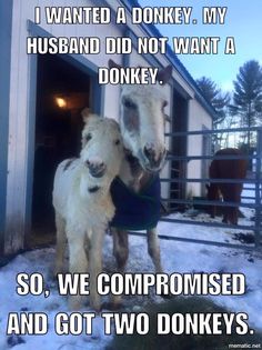 two horses standing next to each other in front of a barn with the caption, i wanted a donkey, my husband did not want a donkey