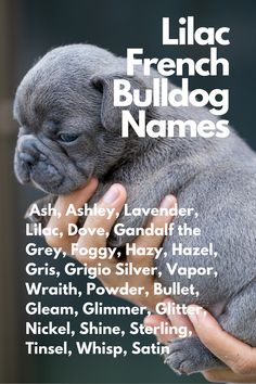 a person holding a small gray dog in their hands with the words lilac french bulldog names above it