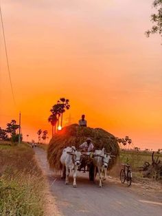 two horses pulling a cart full of hay down a rural road at sunset with the sun setting in the background