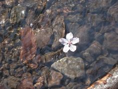 Haruki Murakami, White Flower, In The Middle, The Middle, See More, Audio, Water, White