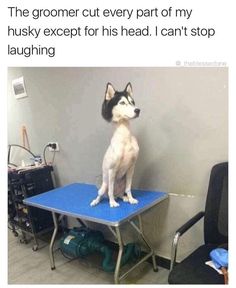 a dog sitting on top of a blue table in front of a computer desk with the caption'the groomer cut every part of my husky except for his head i can't stop laughing