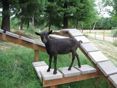 a black goat standing on top of cement blocks in a grassy area next to trees