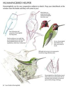 an illustrated guide to hummingbirds in the wild, with instructions on how to draw them