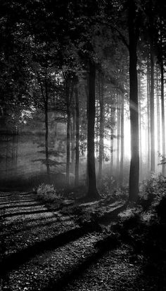 black and white photograph of sun shining through the trees in a foggy forest area