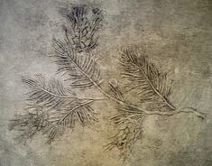 some very pretty drawings on the side of a concrete wall with pine needles in it