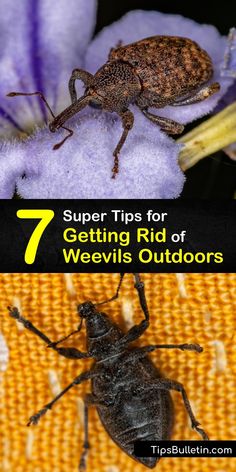 four different types of bugs and flowers with text overlay that reads, 7 super tips for getting rid of weeviss outdoors